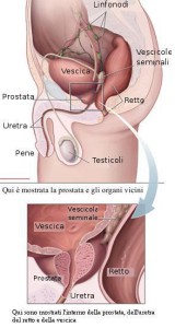 Prostata vescica vene